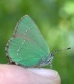 Foto oder Sinnspruch: Schmetterling